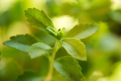 STEVIA SWEETENED BEVERAGES FOR A BETTER HEALTH